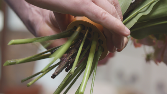 Hanataba champagne gold