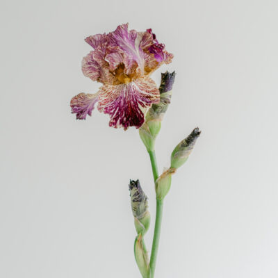 Súčasná kvetinová inštalácia 16.5. - IRIS edition