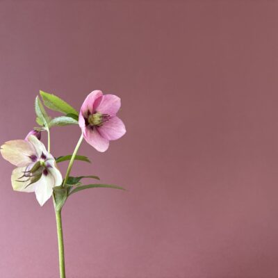 Individuálny workshop - 25.4.